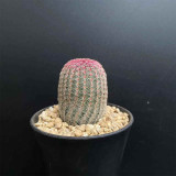 Echinocereus rigidissimus subsp. rubispinus | Rainbow Hedgehog Cactus - Beginner-Friendly Indoor Succulent Plant