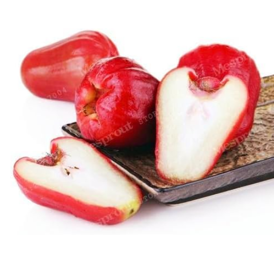 China Sanya Wax-Apple Seed Very Tropical Fruits Very Easy Grow