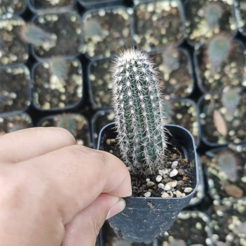 Setiechinopsis mirabilis – Rare Night-Blooming Succulent, Fragrant White Flowers for Indoor Gardens