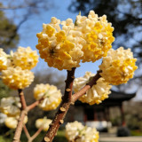 Oriental Paperbush Seeds - Easy to Grow, Low Maintenance, Ideal for Gardens, Pots, or Landscape Decoration