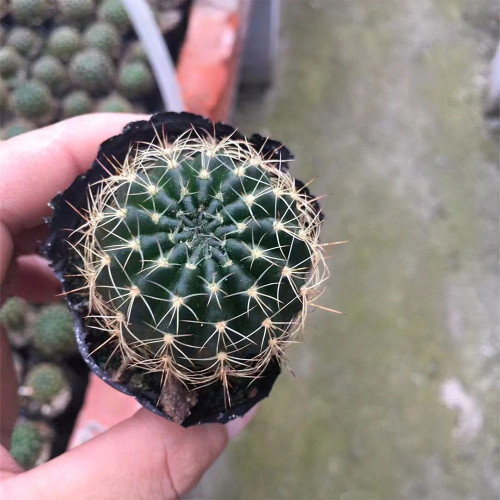 Lobivia Cactus for Sale | Golden Spine Globe Cactus, Easy-Care Flowering Succulent