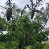 Huashan Pine Seeds - Cold-Hardy, Fast-Growing Conifer with Timber and Ecological Value