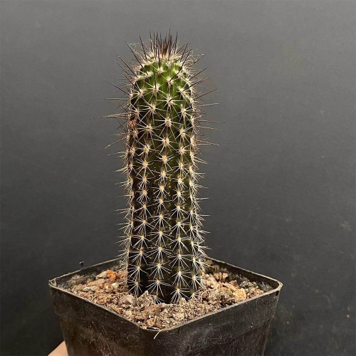 Setiechinopsis mirabilis – Rare Night-Blooming Succulent, Fragrant White Flowers for Indoor Gardens
