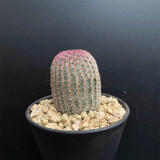 Echinocereus rigidissimus subsp. rubispinus | Rainbow Hedgehog Cactus - Beginner-Friendly Indoor Succulent Plant