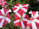 Petunia Seeds Garden Home Flowers