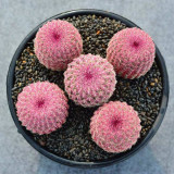 Echinocereus rigidissimus subsp. rubispinus | Rainbow Hedgehog Cactus - Beginner-Friendly Indoor Succulent Plant