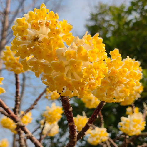 Oriental Paperbush Seeds - Easy to Grow, Low Maintenance, Ideal for Gardens, Pots, or Landscape Decoration