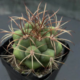 Gymnocalycium saglionis - Curved Spines, Summer Flowers & Beginner-Friendly Succulent