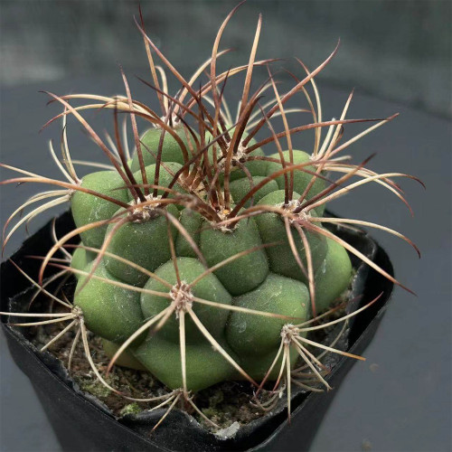 Gymnocalycium saglionis - Curved Spines, Summer Flowers & Beginner-Friendly Succulent