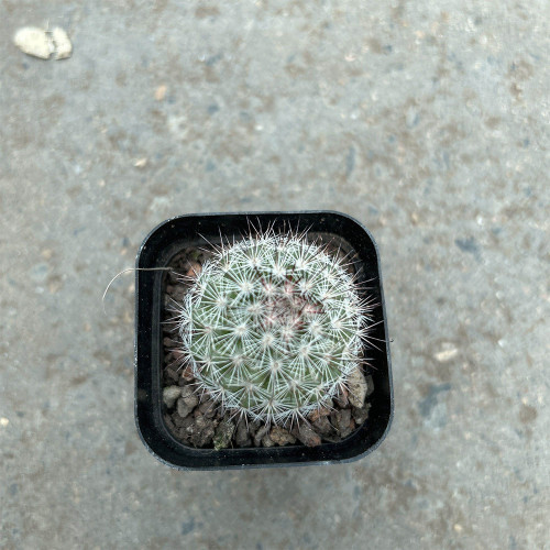 Buy Mammillaria albicans | Compact Cactus, Rare, Small, Low-Maintenance Cactus for Indoor Spaces