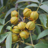 Mountain Walnut Seeds - Easy to Cultivate Ornamental Nut Tree with Medicinal and Craft Value