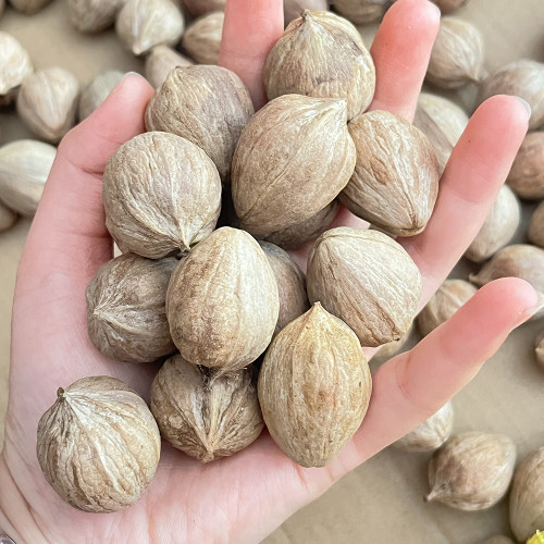 Mountain Walnut Seeds - Easy to Cultivate Ornamental Nut Tree with Medicinal and Craft Value