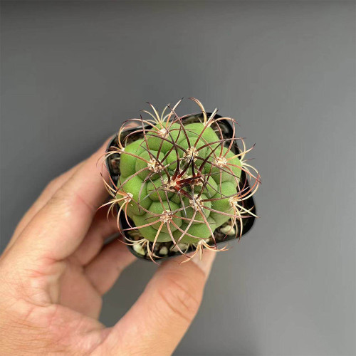 Gymnocalycium saglionis - Curved Spines, Summer Flowers & Beginner-Friendly Succulent