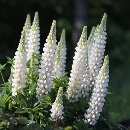 White Lupin Seeds - Easy-to-Grow Annual with Long Blooming Period for Landscaping and Containers