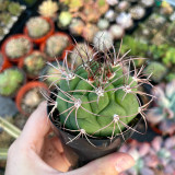 Gymnocalycium saglionis - Curved Spines, Summer Flowers & Beginner-Friendly Succulent