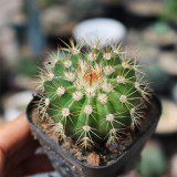 Melocactus broadwayi | Turk's Cap Cactus, Compact, Rare, Low Maintenance Ornamental Succulent