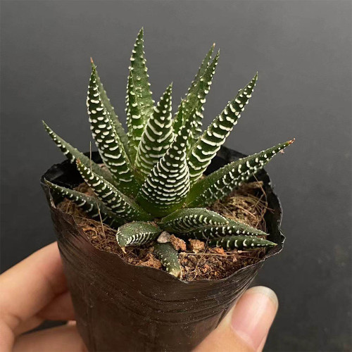 Haworthiopsis fasciata for Sale | Zebra Haworthia, Low-Maintenance Succulent with Striking White-Striped Leaves