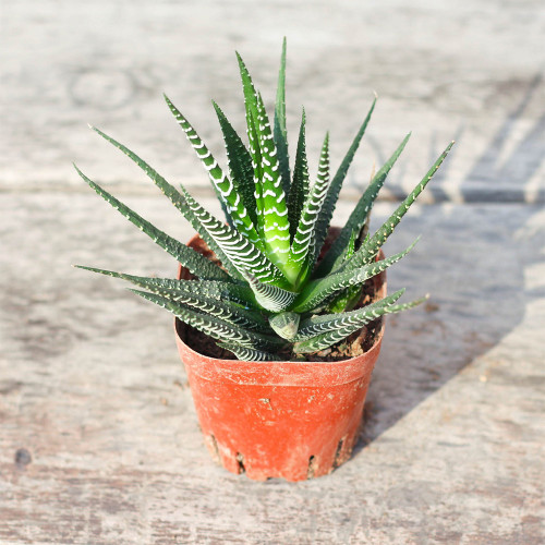 Haworthiopsis fasciata for Sale | Zebra Haworthia, Low-Maintenance Succulent with Striking White-Striped Leaves