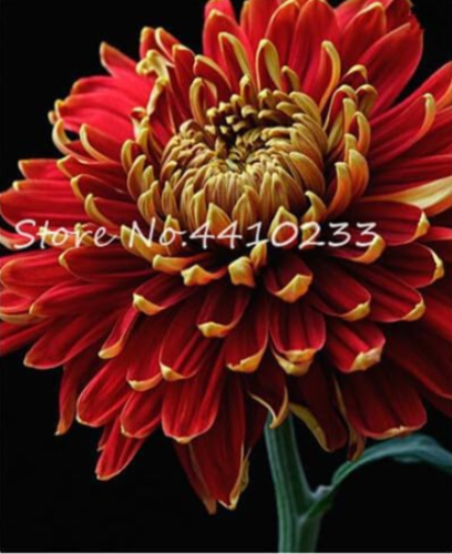 Chinese Mum Seeds Rainbow Chrysanthemum Seed (Color: p)
