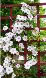 Climbing Clematis (not Bulb) Clematis Florida Seed Flower Perennial Flowering (Color: 7)