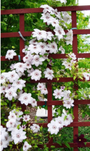 Climbing Clematis (not Bulb) Clematis Florida Seed Flower Perennial Flowering (Color: 7)