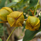 Mountain Walnut Seeds - Easy to Cultivate Ornamental Nut Tree with Medicinal and Craft Value