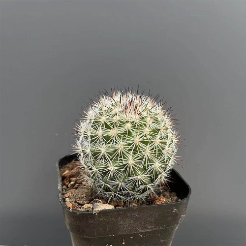 Buy Mammillaria albicans | Compact Cactus, Rare, Small, Low-Maintenance Cactus for Indoor Spaces