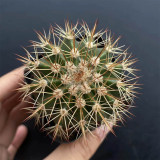 Melocactus broadwayi | Turk's Cap Cactus, Compact, Rare, Low Maintenance Ornamental Succulent