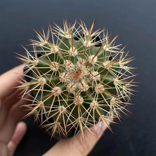 Melocactus broadwayi | Turk's Cap Cactus, Compact, Rare, Low Maintenance Ornamental Succulent