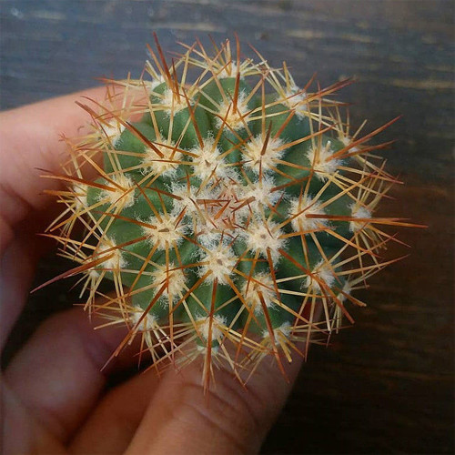 Melocactus broadwayi | Turk's Cap Cactus, Compact, Rare, Low Maintenance Ornamental Succulent