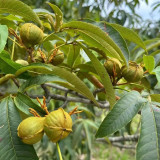 Mountain Walnut Seeds - Easy to Cultivate Ornamental Nut Tree with Medicinal and Craft Value