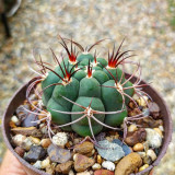 Gymnocalycium saglionis - Curved Spines, Summer Flowers & Beginner-Friendly Succulent