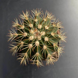 Melocactus broadwayi | Turk's Cap Cactus, Compact, Rare, Low Maintenance Ornamental Succulent