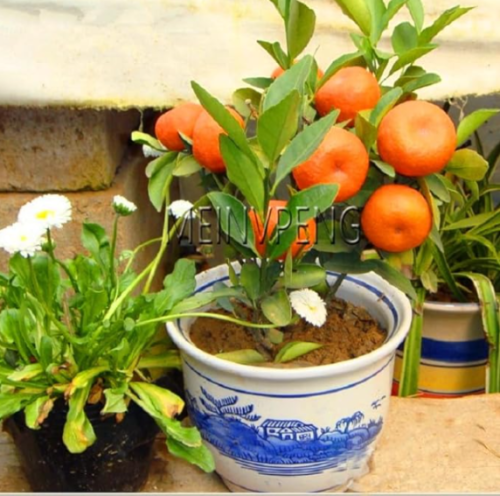 Seed Orange NO-GMO Mini Seed Tree Balcony Patio Potted Fruit Trees Kumquat