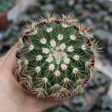Melocactus broadwayi | Turk's Cap Cactus, Compact, Rare, Low Maintenance Ornamental Succulent