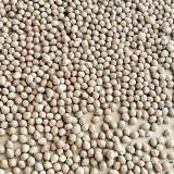 Mountain Walnut Seeds - Easy to Cultivate Ornamental Nut Tree with Medicinal and Craft Value