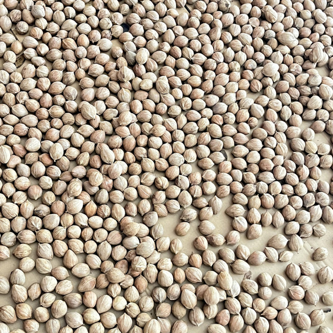 Mountain Walnut Seeds - Easy to Cultivate Ornamental Nut Tree with Medicinal and Craft Value
