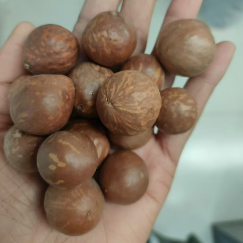 Macadamia Nut Seeds - Premium High-Yield Variety, Sustainable Cultivation, Rich Aroma, Versatile Uses