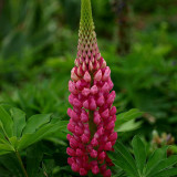 Red Lupin Seeds - Easy to Grow, Bright Red Flowers, Long Blooming Period, Ideal for Cut Flowers