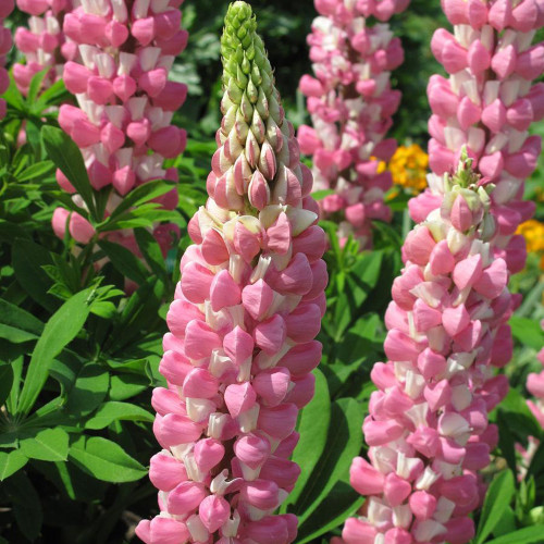 Pink Lupin Seeds - Elegant Pink Flower Spikes, Easy to Grow and Low Maintenance, Ideal for Cut Flowers
