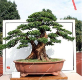 Chinese Mini Metasequoia Tree Seed Fresh Absorb Harmful Gases