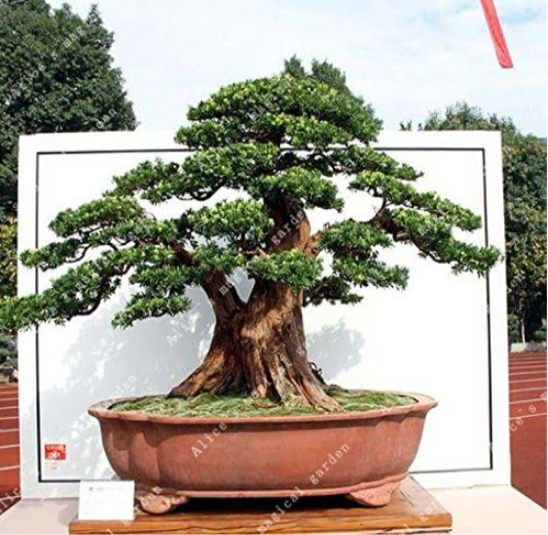 Chinese Mini Metasequoia Tree Seed Fresh Absorb Harmful Gases