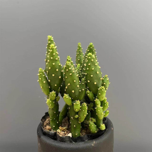 Cylindropuntia leptocaulis | Money Hand Cactus, Low-Maintenance & Beginner-Friendly Indoor Succulent