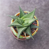 Haworthiopsis limifolia | Fairy Washboard Succulent, Indoor Plant with Low Maintenance