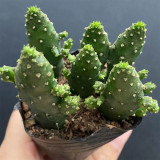 Cylindropuntia leptocaulis | Money Hand Cactus, Low-Maintenance & Beginner-Friendly Indoor Succulent