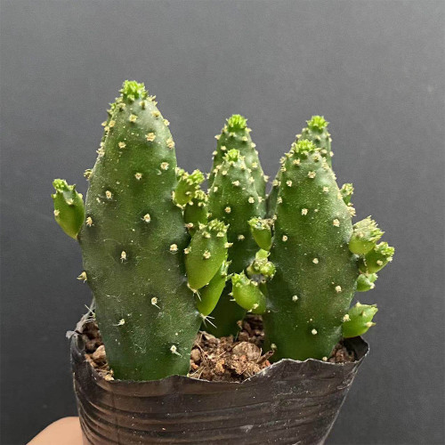 Cylindropuntia leptocaulis | Money Hand Cactus, Low-Maintenance & Beginner-Friendly Indoor Succulent