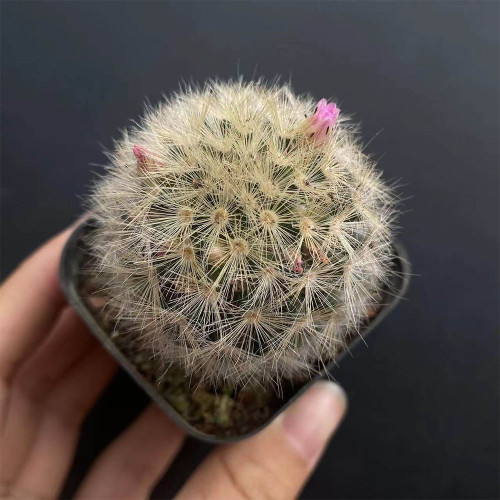 Mammillaria carmenae for Sale | Carmen's Pincushion Cactus – Fluffy White, Compact & Beginner-Friendly