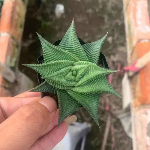Haworthiopsis limifolia | Fairy Washboard Succulent, Indoor Plant with Low Maintenance