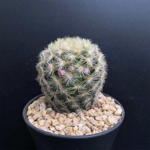 Mammillaria carmenae for Sale | Carmen's Pincushion Cactus – Fluffy White, Compact & Beginner-Friendly