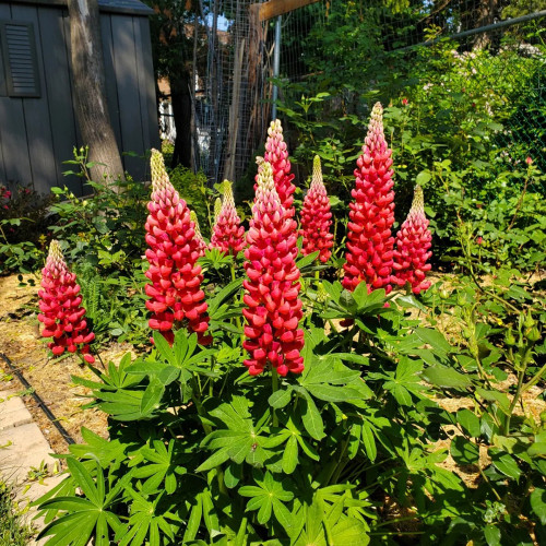 Red Lupin Seeds - Easy to Grow, Bright Red Flowers, Long Blooming Period, Ideal for Cut Flowers